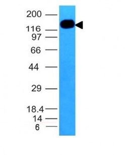 ICAM-3/CD50 Antibody (ICAM3/1019), Novus Biologicals 0.2mg; Unlabeled:Antibodies,